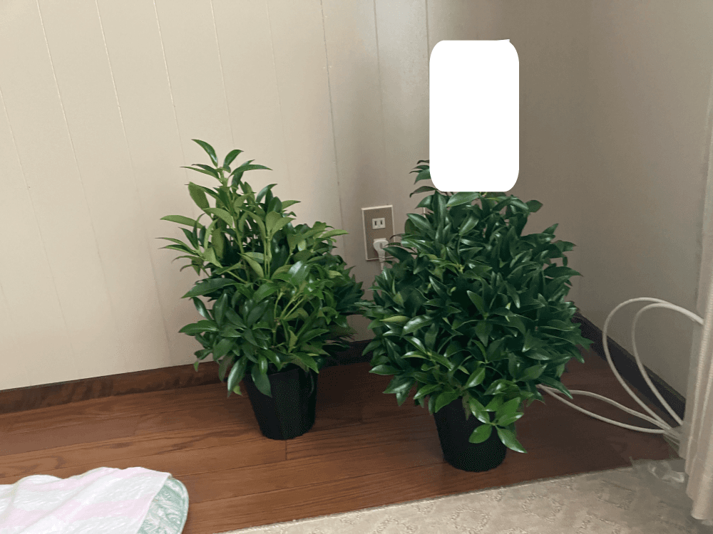 お一人おひとりが丁寧にお顔の前に花を手向け、「ありがとう」「お疲れさまでした」とお声がけされていました。の画像