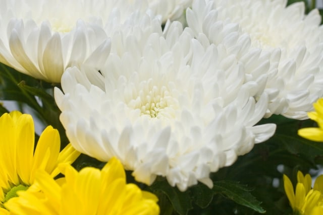 【東京都練馬区での家族葬】練馬区での家族葬の概要や流れを解説