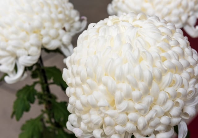 四十九日の香典マナー、金額や書き方などよくある疑問を徹底解説