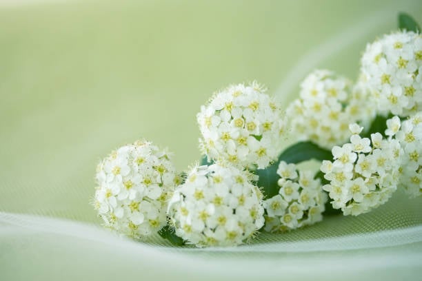 【東京都目黒区での家族葬】目黒区での家族葬の概要や流れを解説