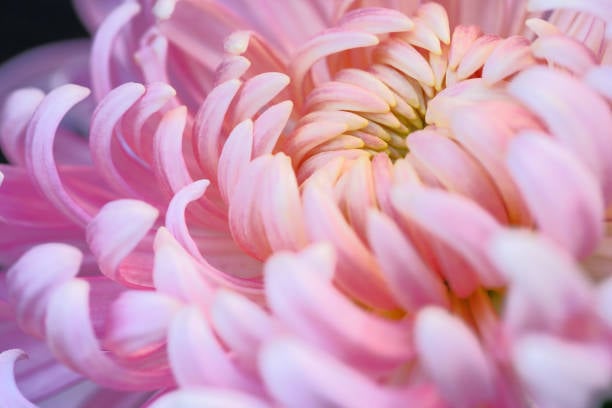 【東京都中央区での一般葬】中央区での一般葬の概要や流れを解説