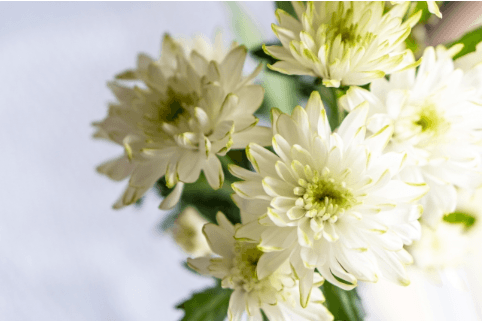 一日葬での供花を送る際の注意点。費用相場も併せて紹介。