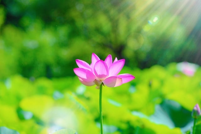 お盆は何をすればいい?仏教における由来から徹底解説します