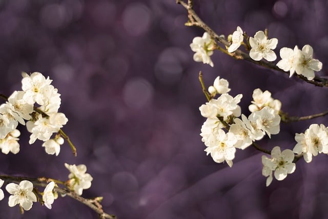 【東京都江東区での家族葬】江東区での家族葬の概要や流れを解説
