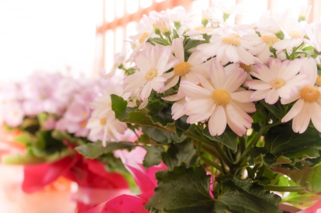 お寺を呼ばずに一般葬は可能?オリジナルの一般葬を解説